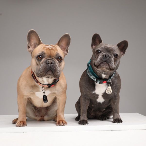 De derde product foto voor Tickless Teek en Vlo Afweer Voor Hond En Kat Beige