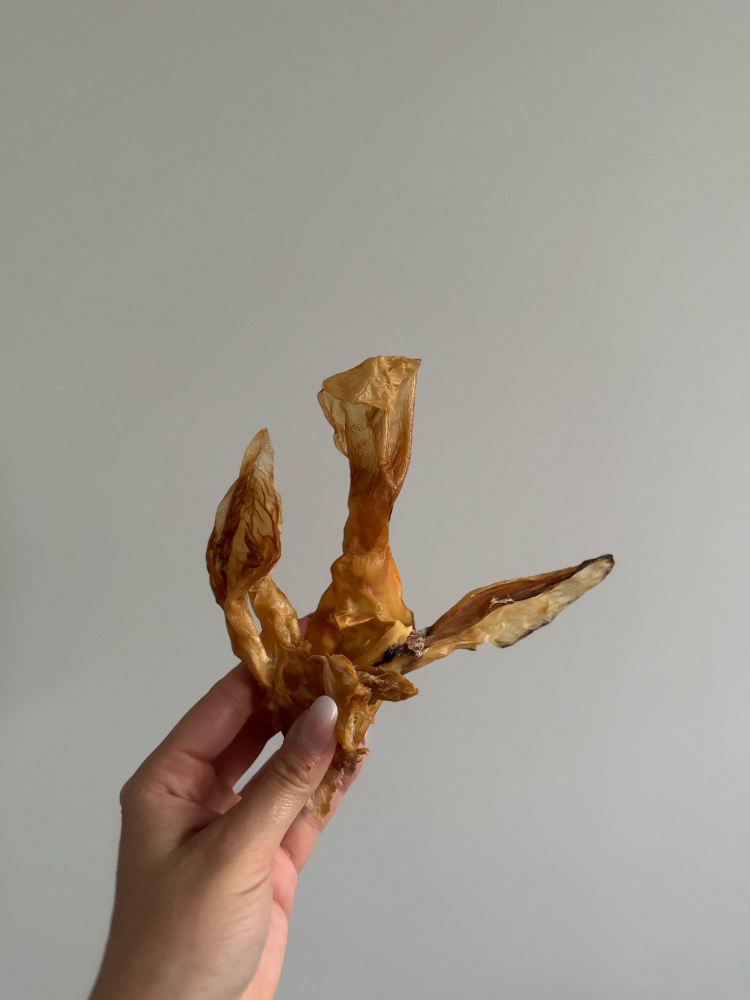 De product foto voor Konijnenoren zonder vacht