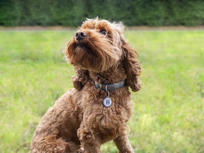 De tweede product foto voor Fetch Tag Smart Pet Tag