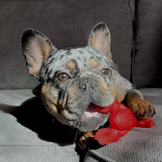 De vierde product foto voor Nylabone Extreme Chew Lobster Filet Mignonsmaak