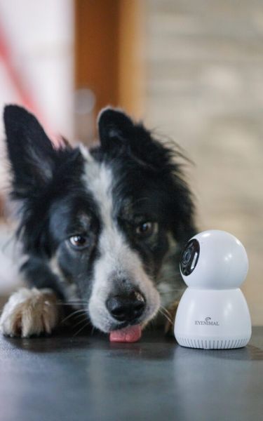 De derde product foto voor Eyenimal Pet Vision Live HD Camera zonder geluiddetectie