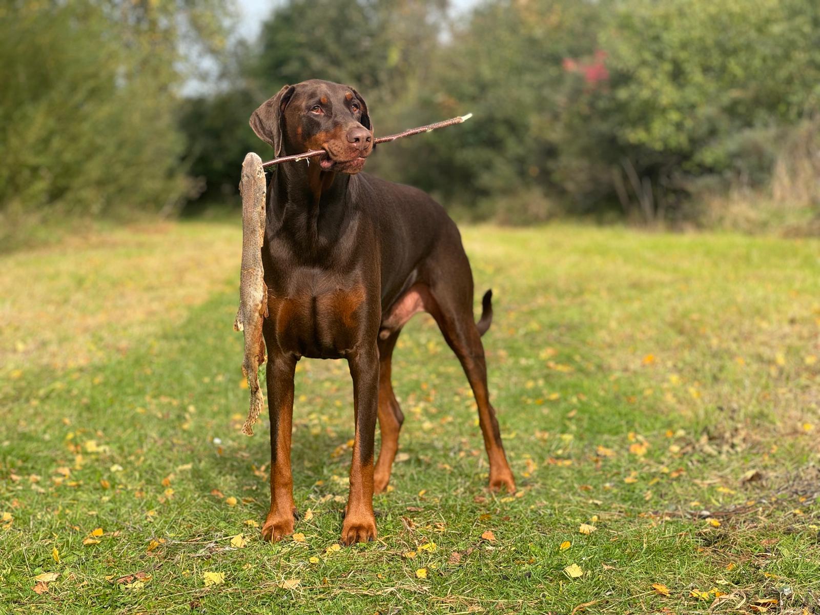 De tweede product foto voor Zandhaai