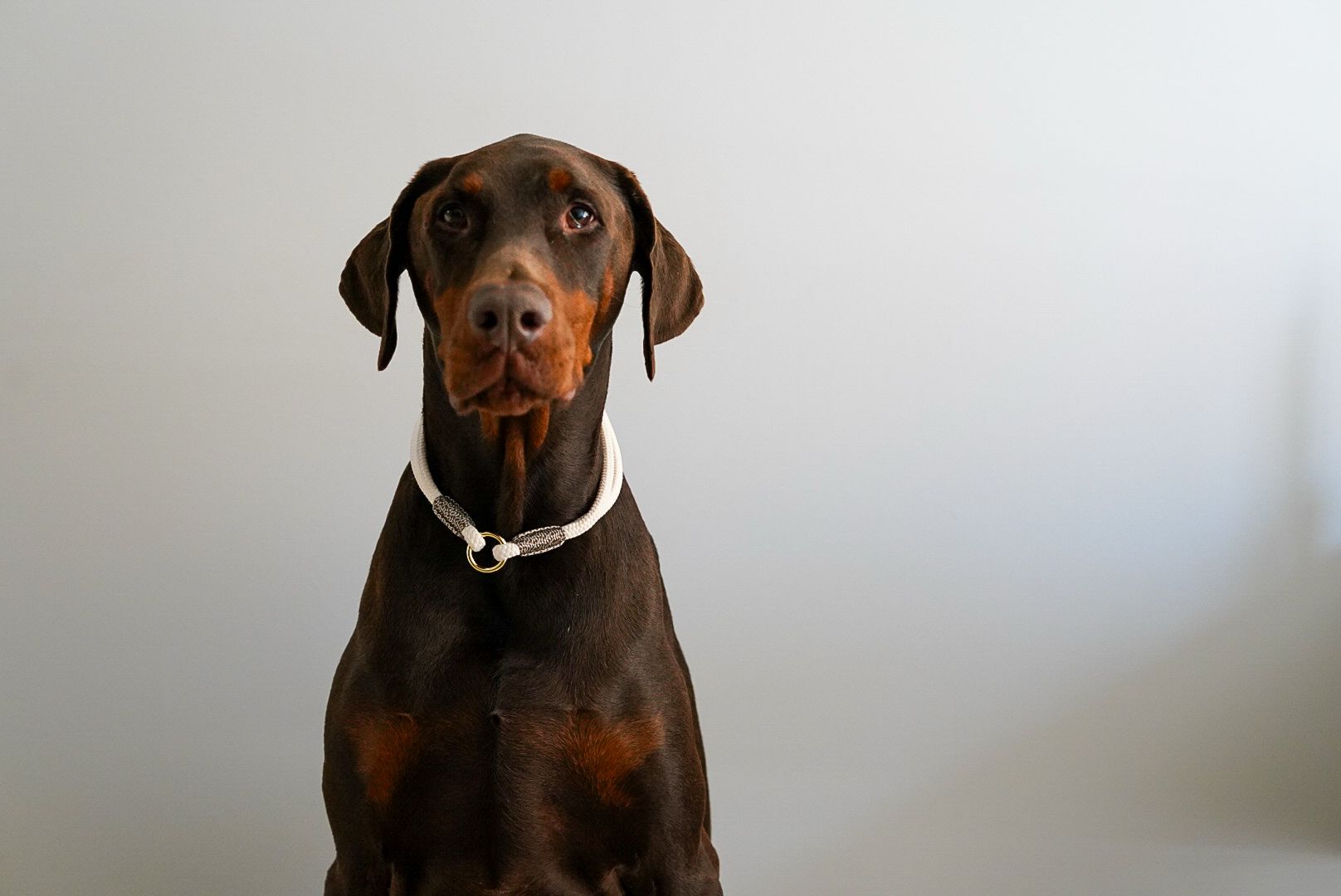 De eerste product foto voor het gerelateerde product ID halsband Wit