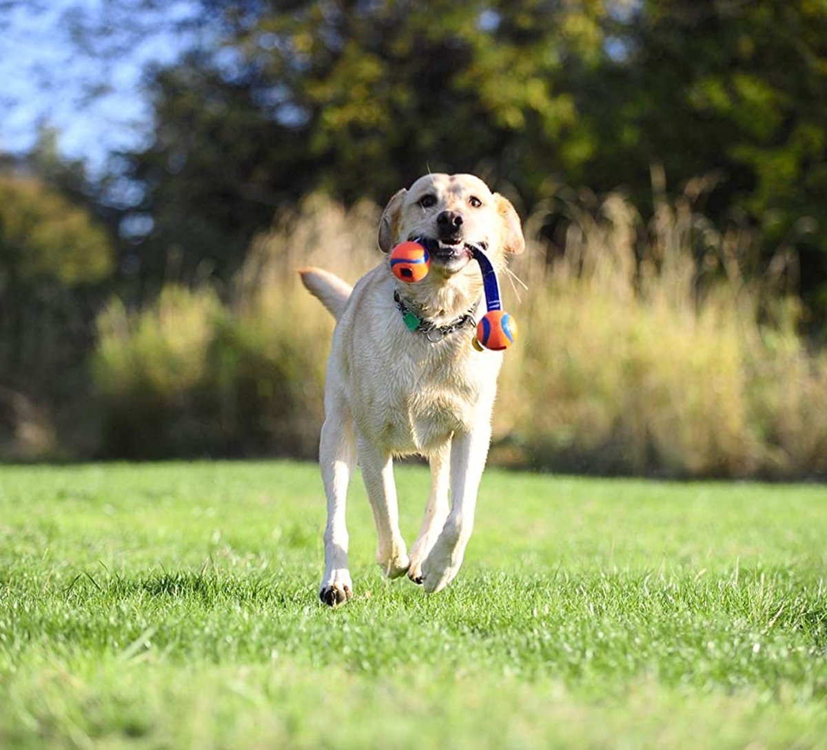 De product foto voor Chuckit ultra duo tug