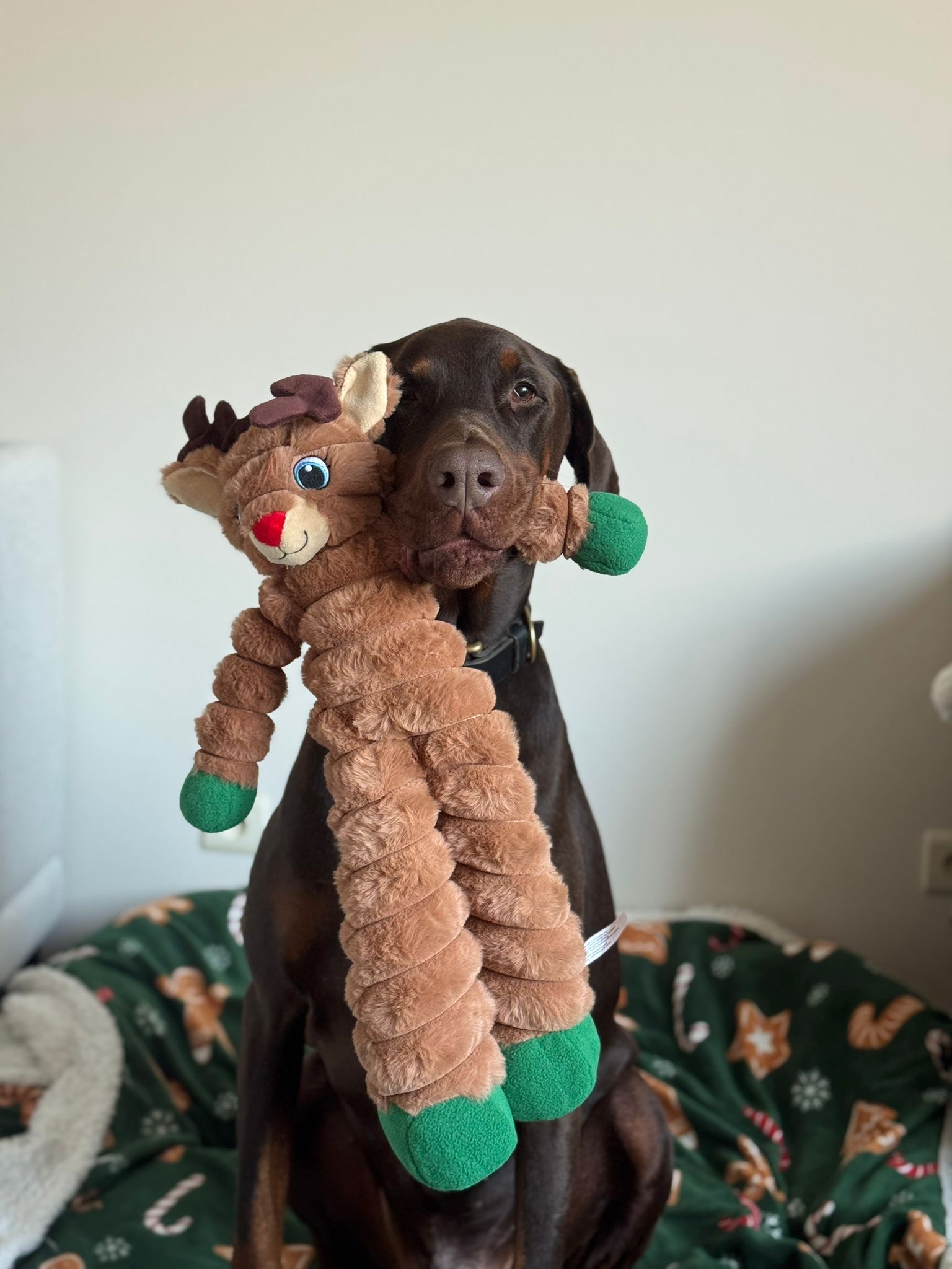 De vierde product foto voor Kong Holiday Kerst Shakers Crumples Reindeer Bruin XL