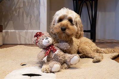 De eerste product foto voor Cupid & Comet Brie Beer Met Muts En Sjaal Rood 