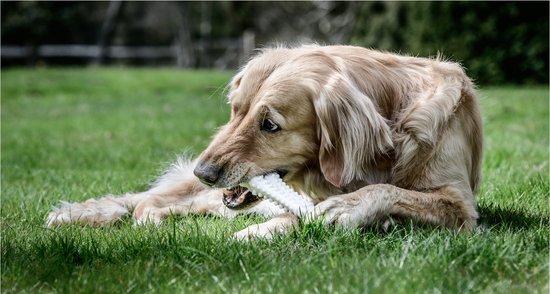 De vierde product foto voor Nylabone Dura Chew Original Voor Harde Bijters