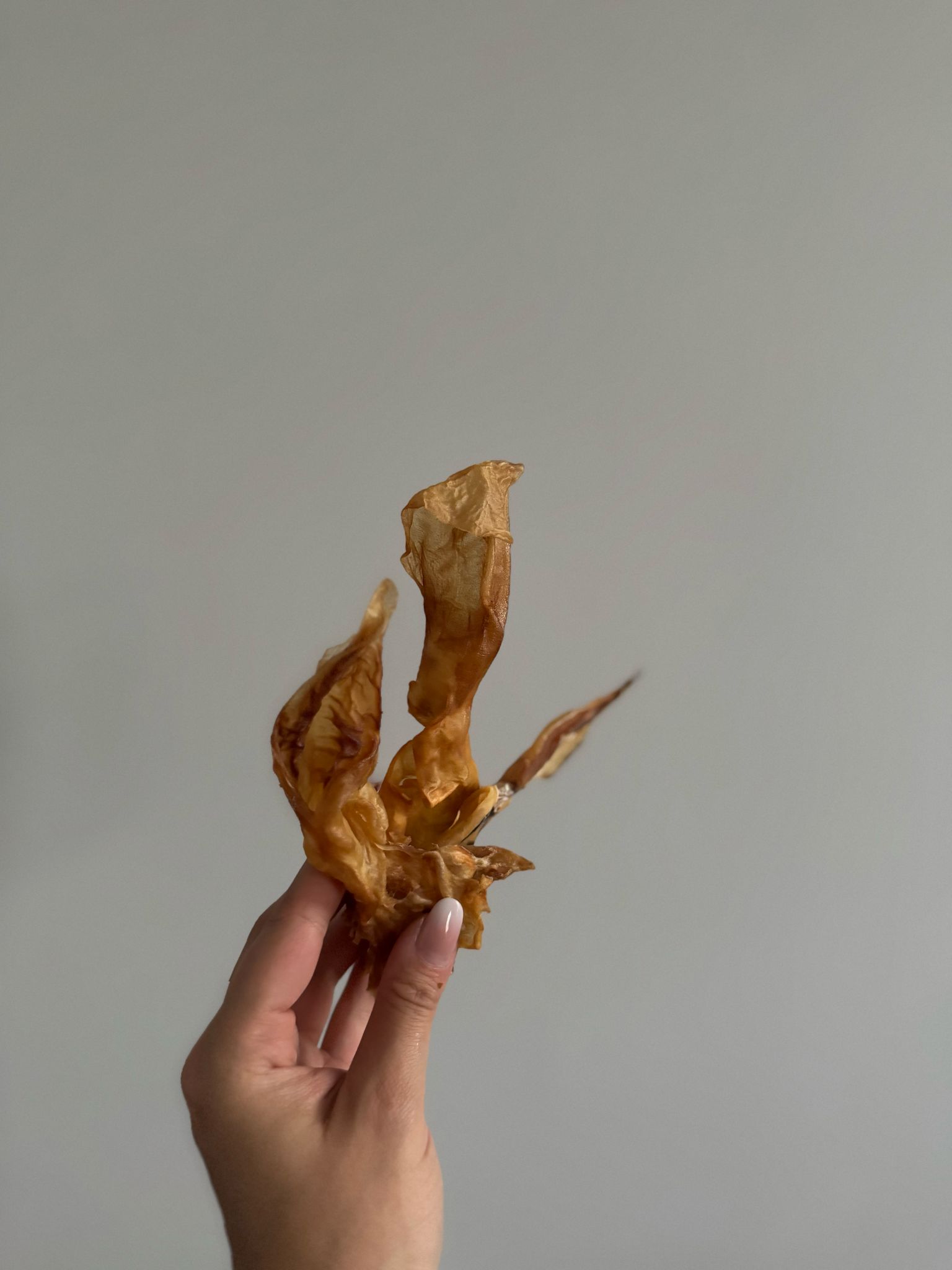 De tweede product foto voor Konijnenoren zonder vacht