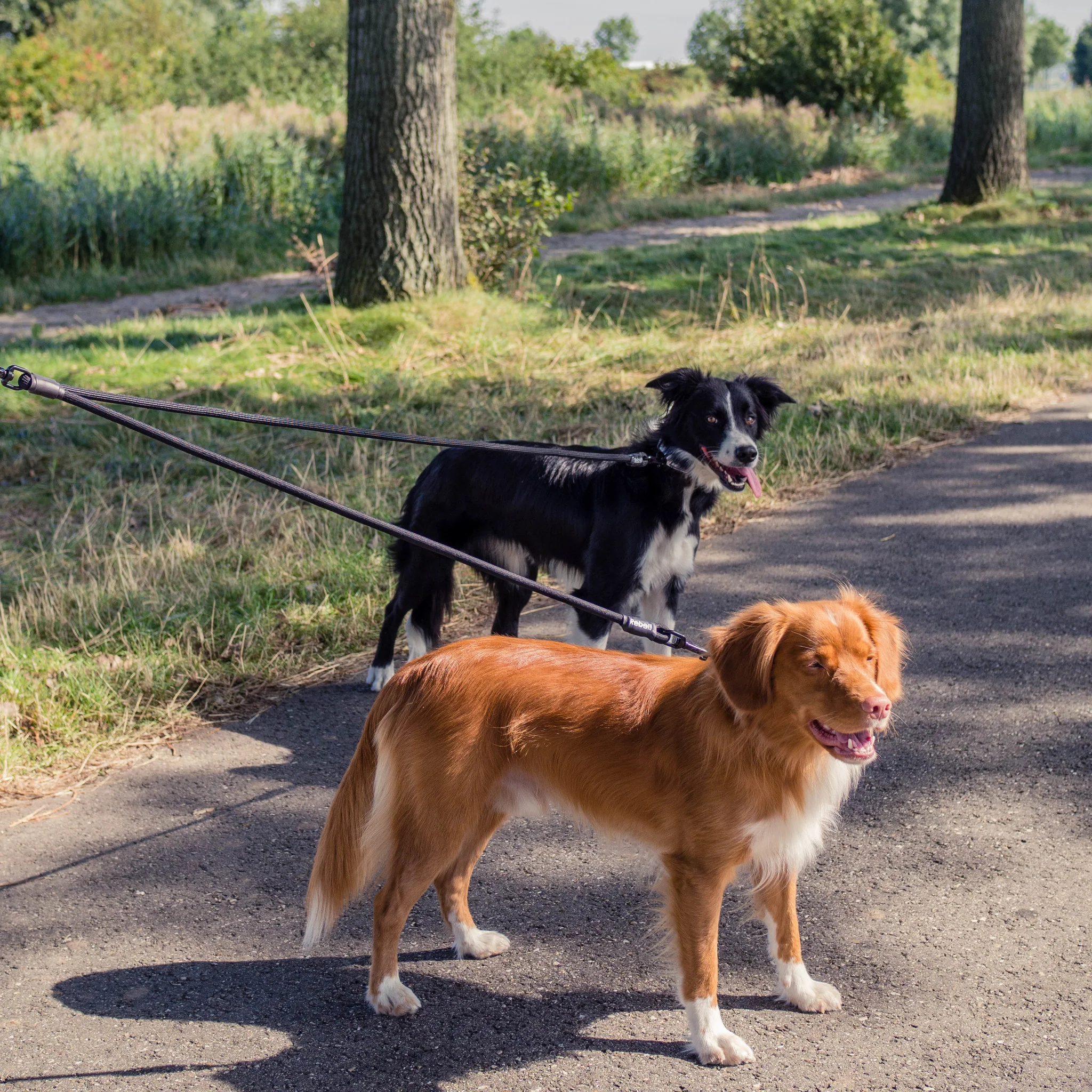 De vierde product foto voor Adjustable Double Dog Leash